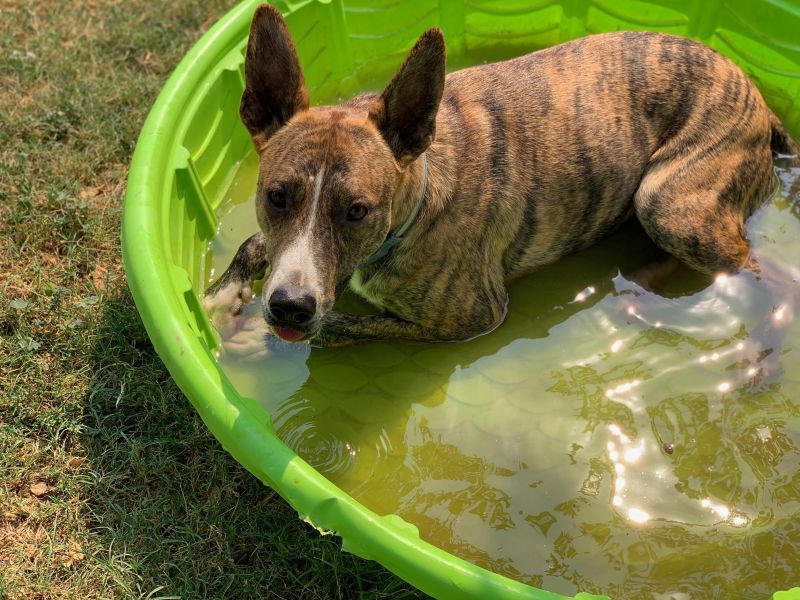 samson in pool